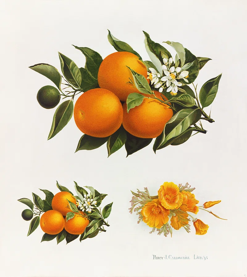 An illustration of a pile of oranges